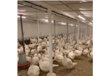 Enhancing Turkey Barn Lighting with Hontech Wins' LED Solutions